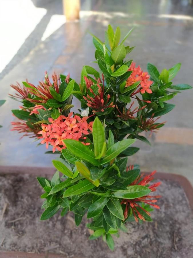 Recanto Do Meu Bem Villa Jijoca de Jericoacoara Exterior foto